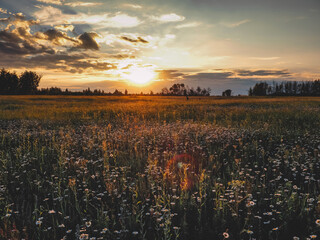 A beautiful field of daisies at sunset in summer in the countryside. © MAGNOLIA