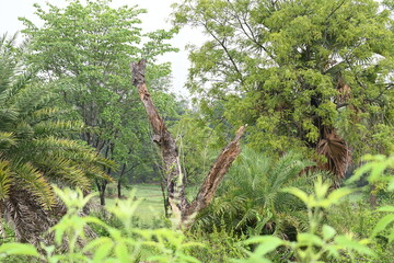 A Dead Tree in the middle of the forest.
The surrounding greenery thrives, a reminder of life's...