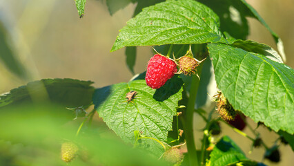 A raspberry bush with a red berry on a leaf. The berry is surrounded by green leaves