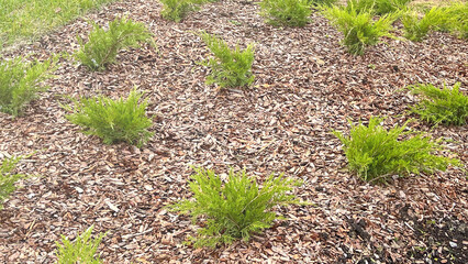 A field covered in brown leaves and grass, with a few small bushes scattered throughout. Scene is...