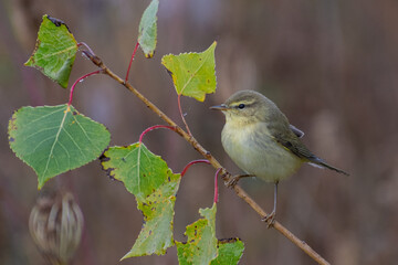 robin on branch