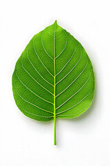 Obraz premium Green leaf isolated on white background