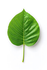 Obraz premium Green leaf isolated on white background