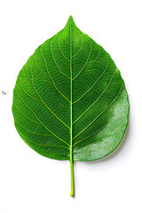 Obraz premium Green leaf isolated on white background