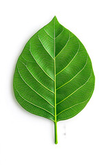 Fototapeta premium Green leaf isolated on white background