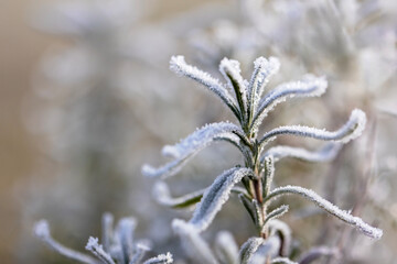 Close-up image of frost-covered rosemary leaves, capturing the fine details of ice crystals on the plant in winter garden.

