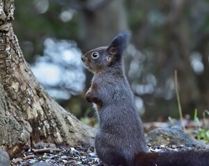 Eurasische Eichhörnchen (Sciurus vulgaris) im Schlosspark Schönbrunn