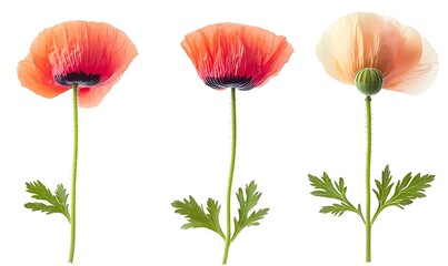 Obraz premium Three poppy flowers in various stages of bloom, from bud to full bloom, isolated on a white background. ,