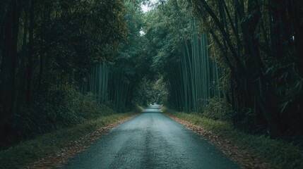Fototapeta premium A narrow road surrounded by tall green bamboo trees, stretching into the distance into a quiet forest, creating an atmosphere of tranquility and tranquility