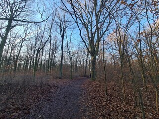 Naturpfad mit blauem Himmel, im Winter: Plänterwald in Berlin Treptow