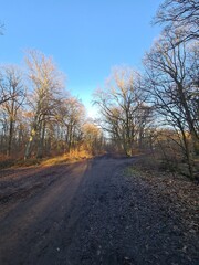 Naturpfad mit blauem Himmel, im Winter: Plänterwald in Berlin Treptow