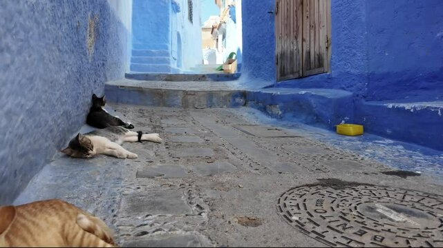 Cats Relaxing in the Blue Streets of Chefchaouen, Morocco