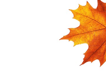 Obraz premium Fall Maple Leaf in the Air