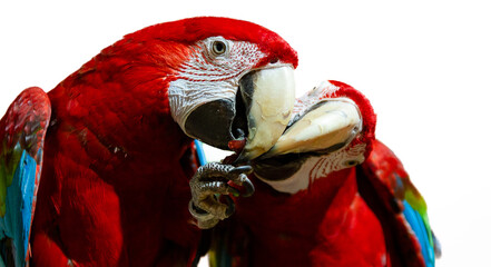 Kissing Parrots © Florian Oberkofler