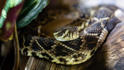 Diamantklapperschlange