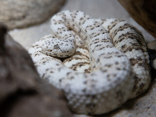 Gefleckte Klapperschlange_06
