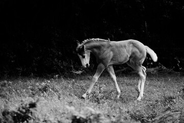 Fototapeta premium Playful colt foal horse closeup in black and white with copy space on background.