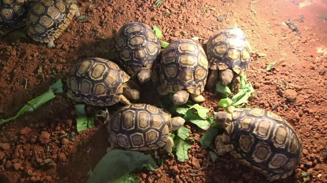 Baby turtle eating leaves video top view