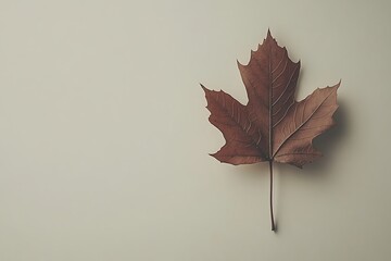 Maple Leaf on Simple White Background