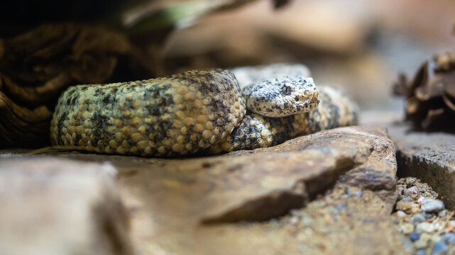 Gefleckte Klapperschlange_03