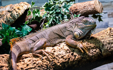 Gr&uuml;ner Leguan_01