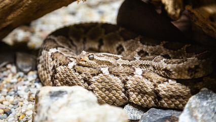 Prärieklapperschlange