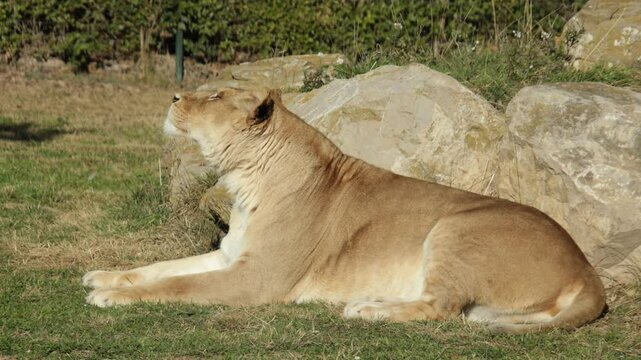 lionne, en gros plan, couch&eacute; dans l'herbe.