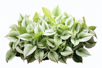 Fototapeta premium Hosta Plant in a Bed of Flowers. Beautiful Foliage and Blooming Flowers in a Colorful Garden on a White Background. Perfect for Gardening and Garden Design