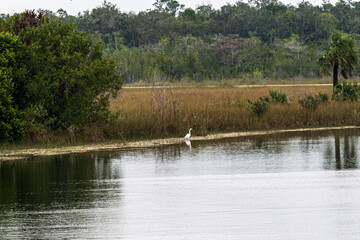Plants and Animals in Everglades National park January 2025