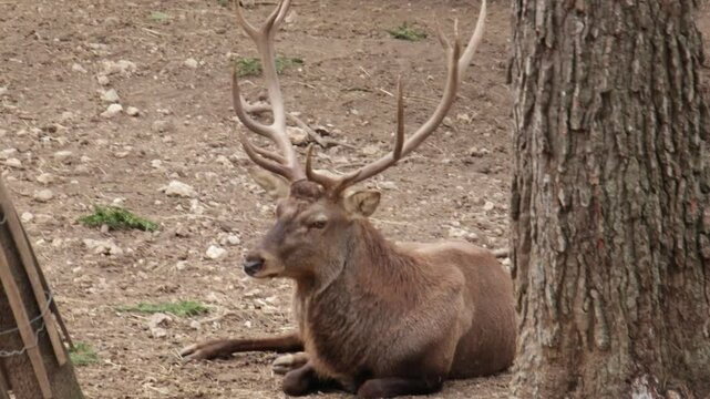 portrait d'un superbe cerf &eacute;laphe