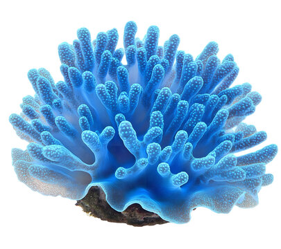 PNG Real Pavona coral ocean reef blue.
