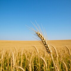 Naklejka premium Golden wheat field beneath clear skies highlights the natural wonders of farming and serves as an ideal visual representation of sustainability