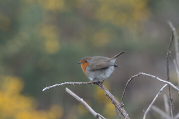 Rouge-gorge dans la lande en Bretagne