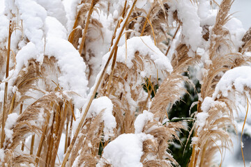 A field of tall grass covered in snow