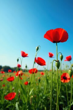 Red poppy flowers in a lush meadow against a blue sky, flowers, blue sky,