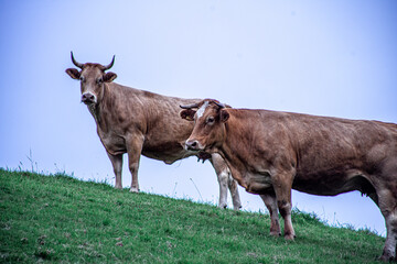 calm cows in the field