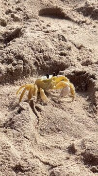 Siri na praia 