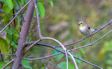 Female American goldfinch perched in a tree.