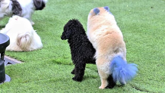 In the green grass dog park there are dogs mating of different types of dogs