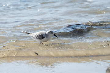Sanderlings at Crystal Cove State Park