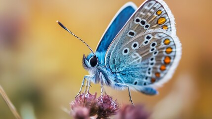 Stunning close-up portrait of a vibrant blue butterfly sitting gracefully on a leaf, showcasing intricate wing details and delicate natural beauty in vivid color