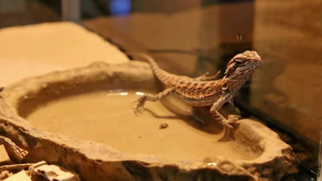 Spiny lizard is in a clear aquarium cage