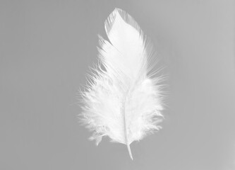 One white feather on light grey background