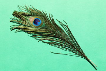 One beautiful peacock feather on turquoise background, top view
