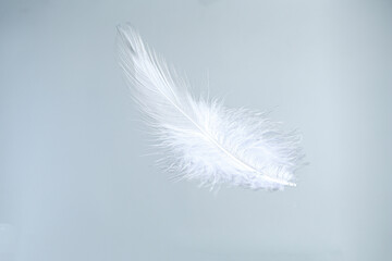 One beautiful fluffy feather isolated on white