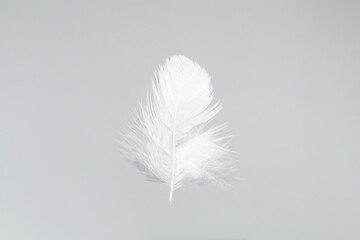 One beautiful fluffy feather isolated on white