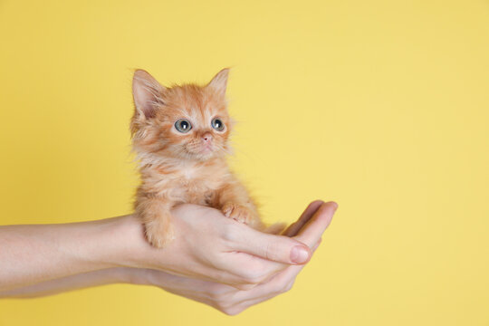 Teenage boy holding cute ginger kitten on yellow background, closeup. Space for text
