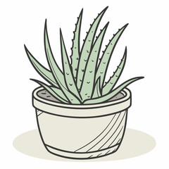 aloe vera plant in pot