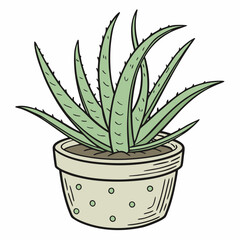 aloe vera in a pot