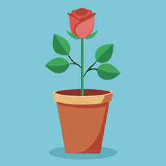 red rose in a pot